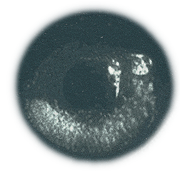 Pupil following cursor